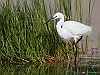Uccelli ciconiiformi 55 - Garzetta.jpg